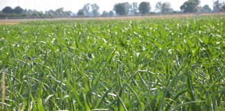 Jakie FAO kukurydzy wybrać? Ten wybór może zdecydować o Twoim plonie! susza w kukurydzy