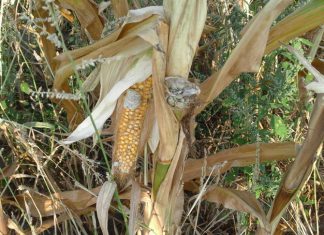 Jakie są prognozy cen kukurydzy? Eksperci wskazują, co wydarzy się w najbliższych miesiącach Głownia guzowata kukurydzy - kolba i łodyga