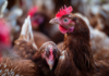 Czy kury mogą jeść mięso? Wielu hodowców robi to źle – sprawdź, co naprawdę jest bezpieczne! kura