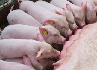 Jak pobrać DJP z ARiMR – praktyczny przewodnik dla hodowców świnie