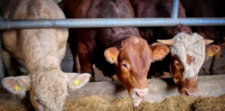 Bezpieczne przemieszczenia bydła ze stref zagrożonych BTV – praktyczny przewodnik dla hodowców bydło