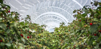 Jak ukorzenić pędy malin? Ten prosty zabieg pozwala rozmnożyć plantację bez kosztów uprawa malin