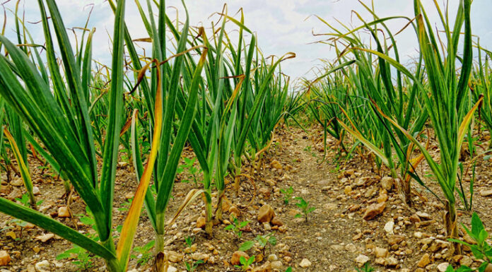 Kiedy sadzić czosnek wiosenny? Sprawdź najlepszy moment, aby uzyskać duże i zdrowe główki czosnek