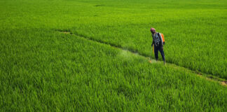 Ochrona przed septoriozą w zbożach ozimych – główne zabiegi w fazach krytycznych wegetacji