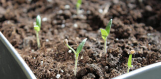 Dlaczego rozsady nie rosną? Najczęstsze przyczyny i rozwiązania rozsady