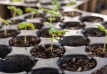 Jak produkować rozsadę? Ten jeden błąd niszczy plony – sprawdź, zanim zaczniesz! rozsady