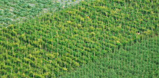 Kiedy sadzić warzywa w 2026 roku? Ten termin ma ogromny wpływ na plony uprawa pomidorów