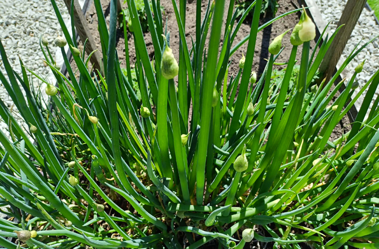 cebula