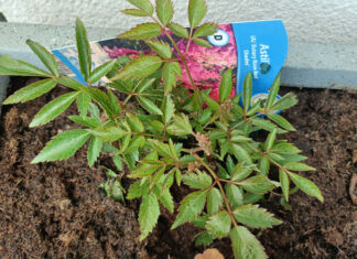 Astilbe ‘Astary Rose Red’ zachwyca kolorem. Jak uprawiać tę efektowną bylinę w ogrodzie i donicy? tawułka