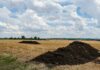 Obornik jesienią czy wiosną? Jeden termin może być lepszy, ale wszystko zależy od gleby obornik